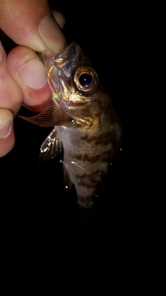 メバルの釣果