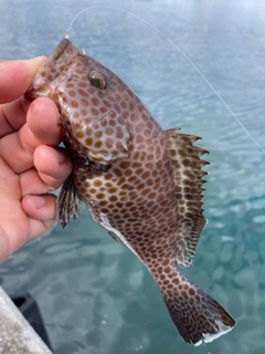 オオモンハタの釣果