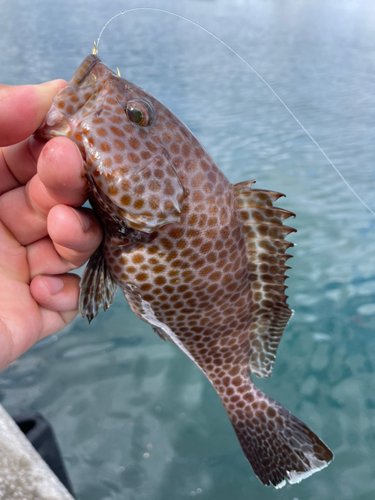 オオモンハタの釣果