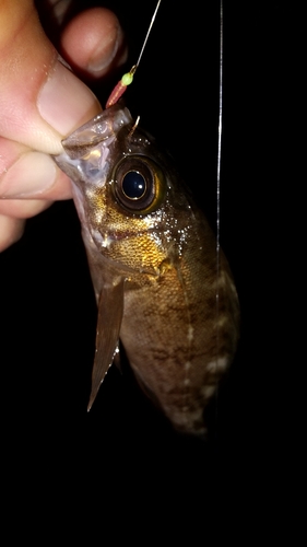 メバルの釣果