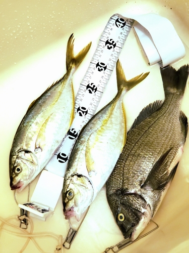 シマアジの釣果