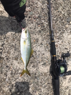 ツバスの釣果