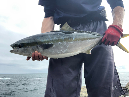 メジロの釣果