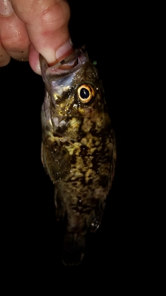 タケノコメバルの釣果