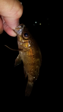 メバルの釣果