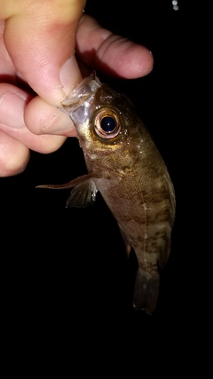 メバルの釣果