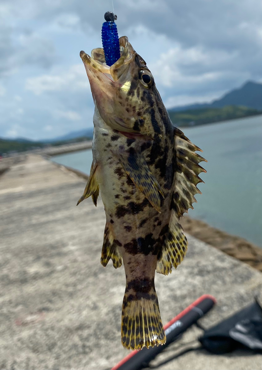 タケノコメバル