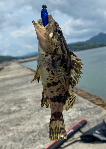 タケノコメバルの釣果