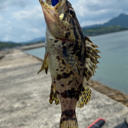 タケノコメバル