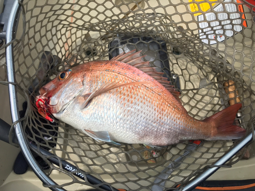 マダイの釣果