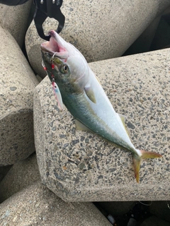 ハマチの釣果