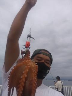 タコの釣果