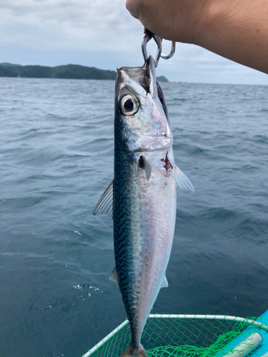 サバの釣果