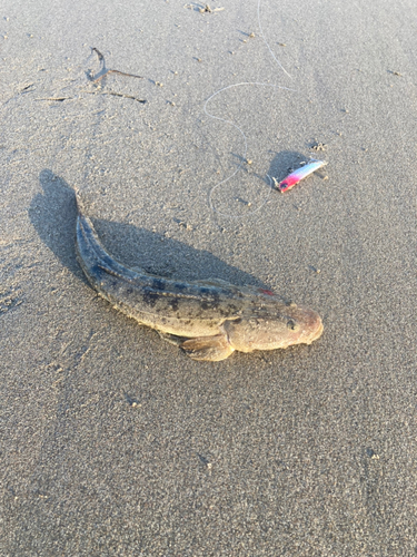 マゴチの釣果