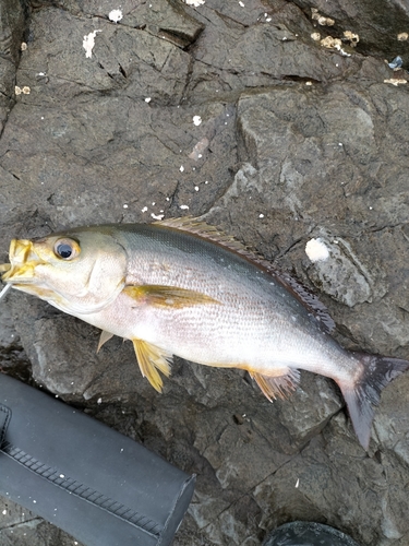 イサキの釣果