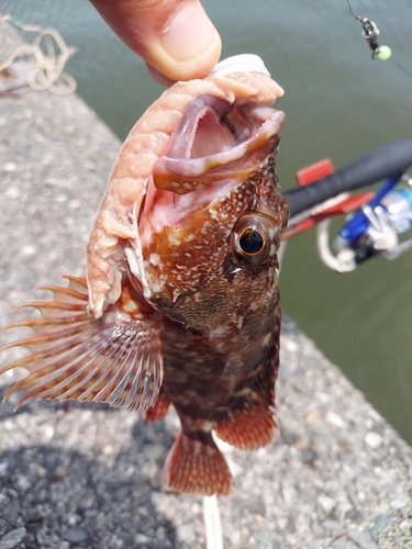 カサゴの釣果