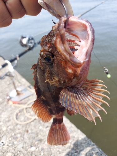 カサゴの釣果