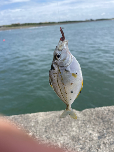 ヒイラギの釣果