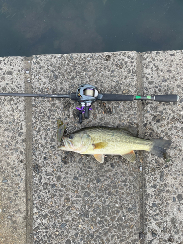 ブラックバスの釣果