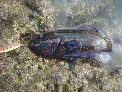 アオノメハタの釣果