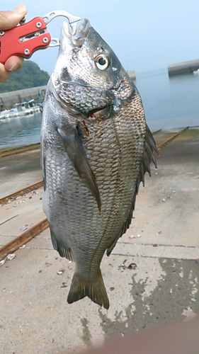 クロダイの釣果