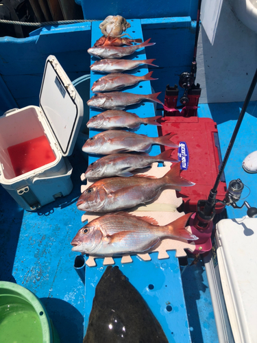 マダイの釣果