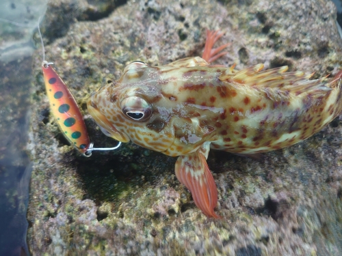 イソゴンベの釣果