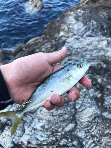 ワカシの釣果