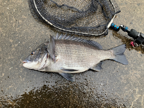 チヌの釣果