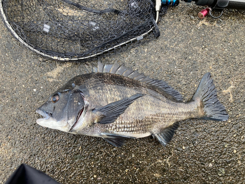 チヌの釣果