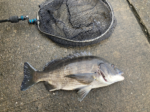 チヌの釣果