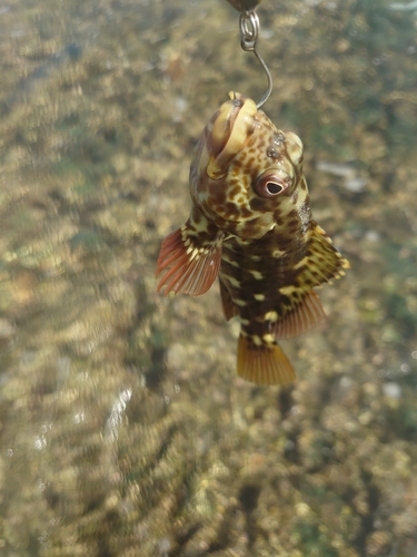 イソゴンベの釣果