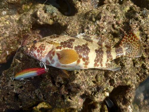 イシミーバイの釣果