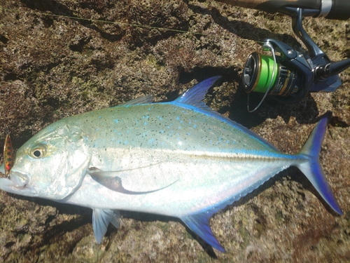 カスミアジの釣果