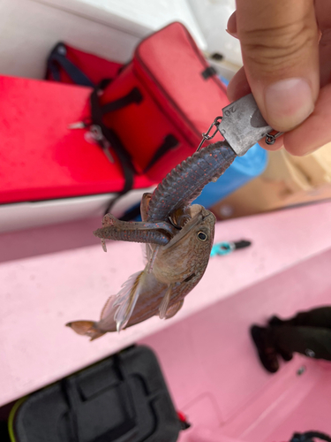 エソの釣果