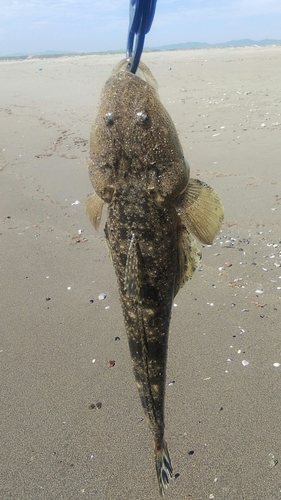 マゴチの釣果