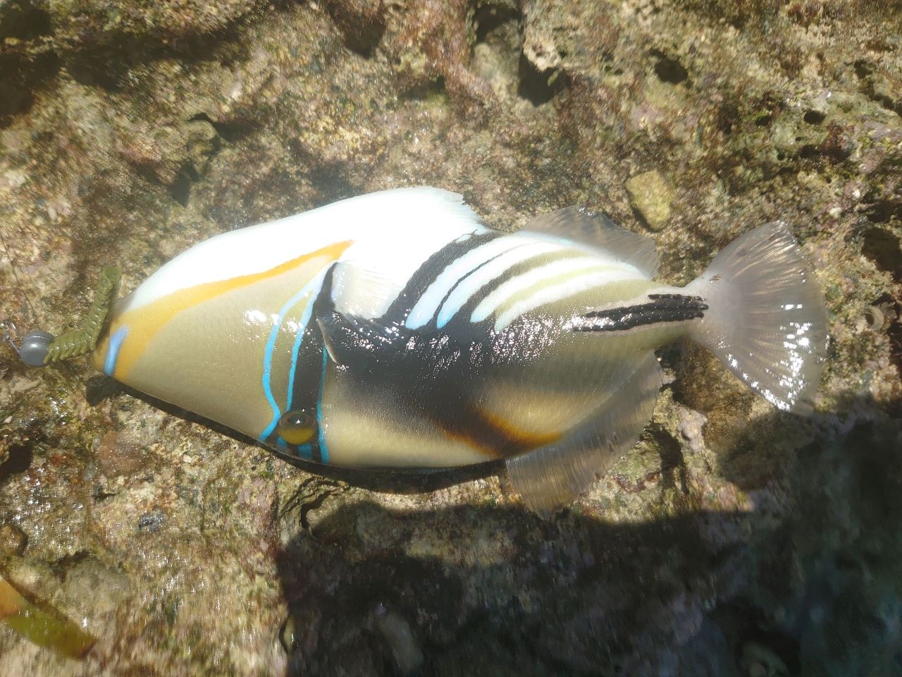 ムラサメモンガラ