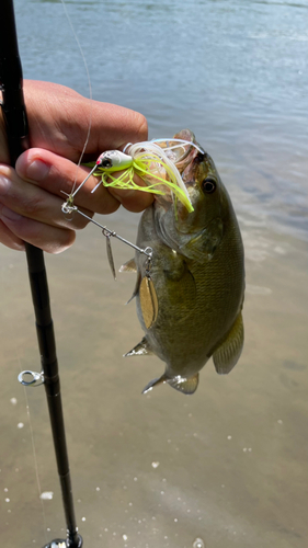 スモールマウスバスの釣果