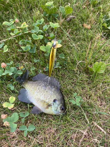 ブルーギルの釣果