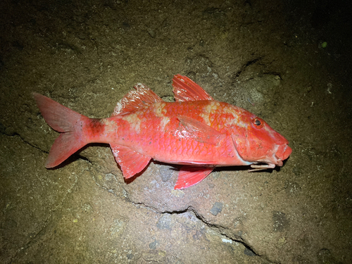 オジサンの釣果