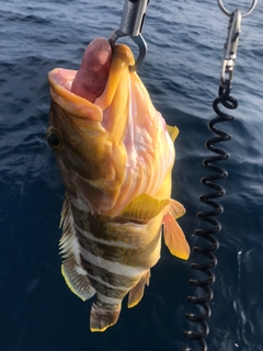 アオハタの釣果