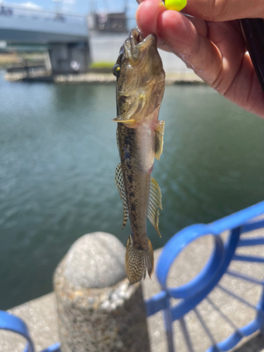 マハゼの釣果