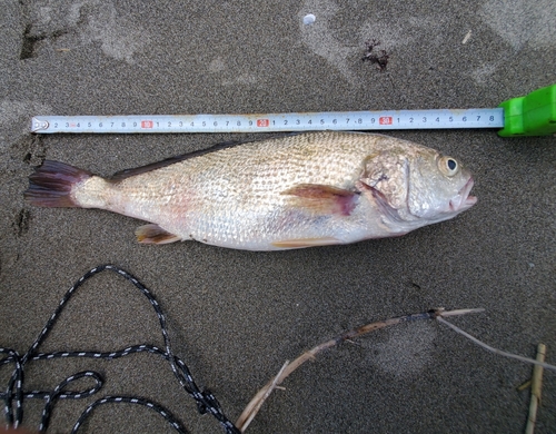 那珂川河口で釣れたイシモチの釣り・釣果情報 - アングラーズ