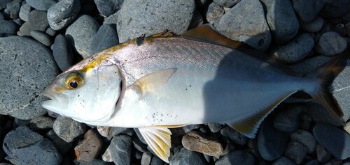 ショゴの釣果