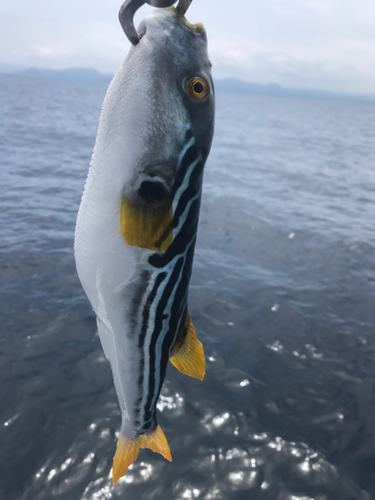 シマフグの釣果