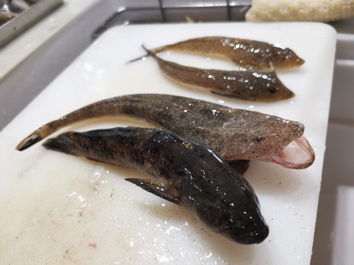 マゴチの釣果