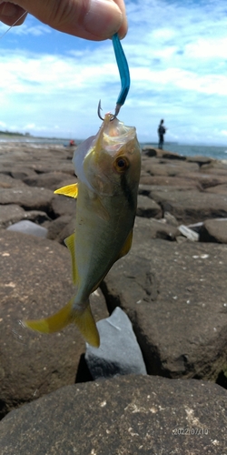 ショゴの釣果