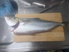 ハマチの釣果