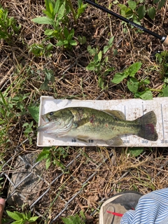 ラージマウスバスの釣果