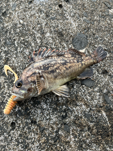 クロソイの釣果